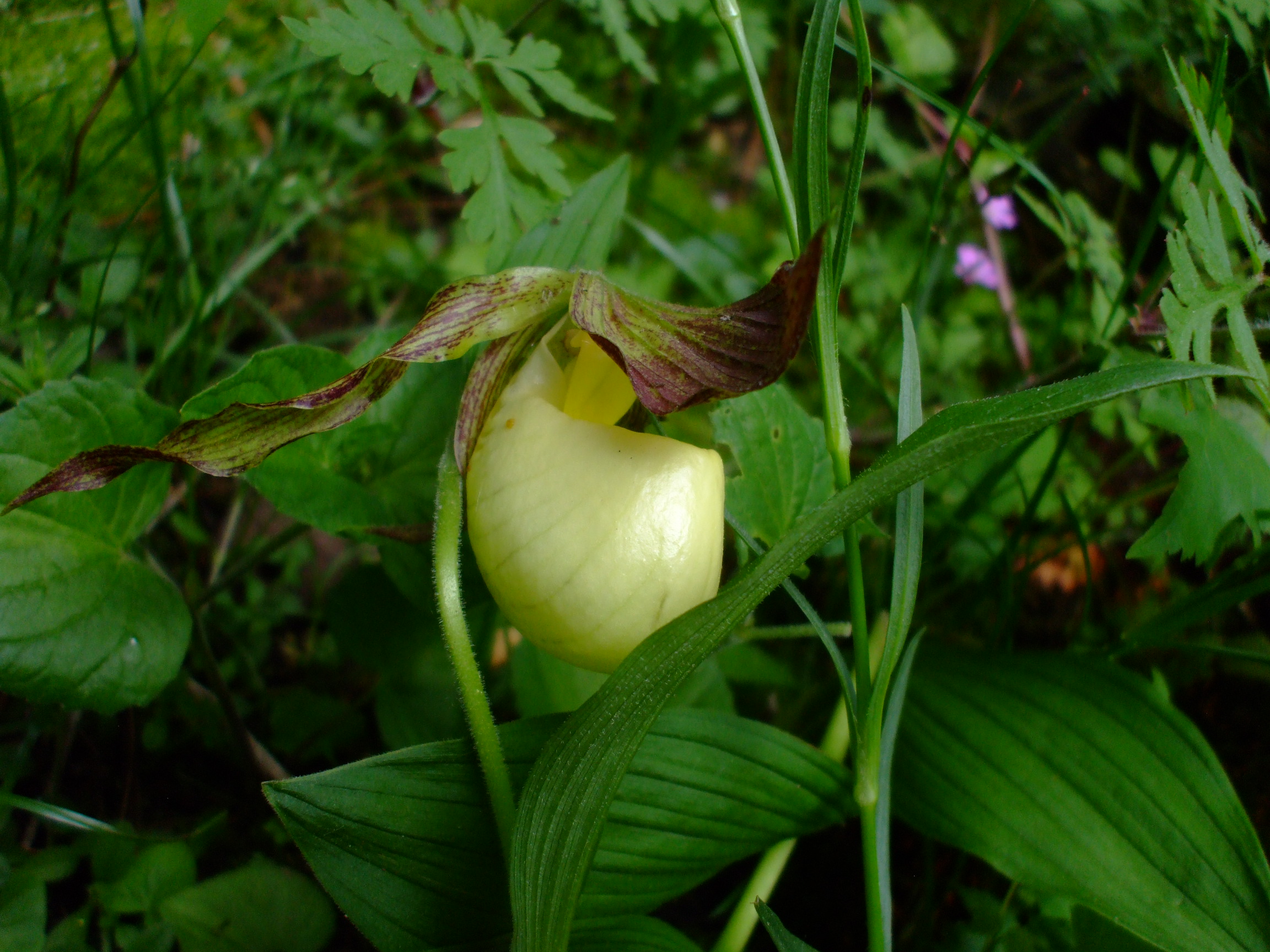 Cypripedium kentuckiense